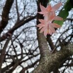 Holiday cactus in tree