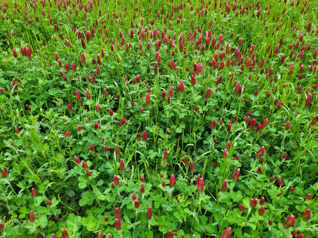 Mix of crimson clover, common vetch, and annual ryegrass