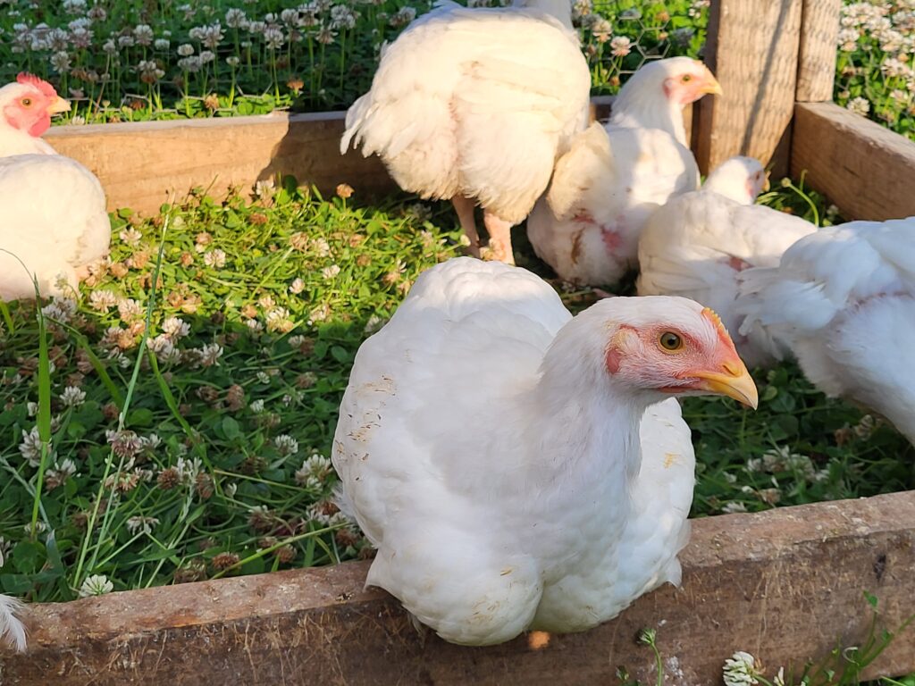 Cornish cross pullet sitting