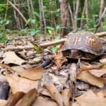 Box turtle in the woods