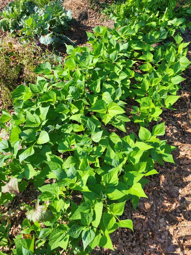 Bush beans in garden row