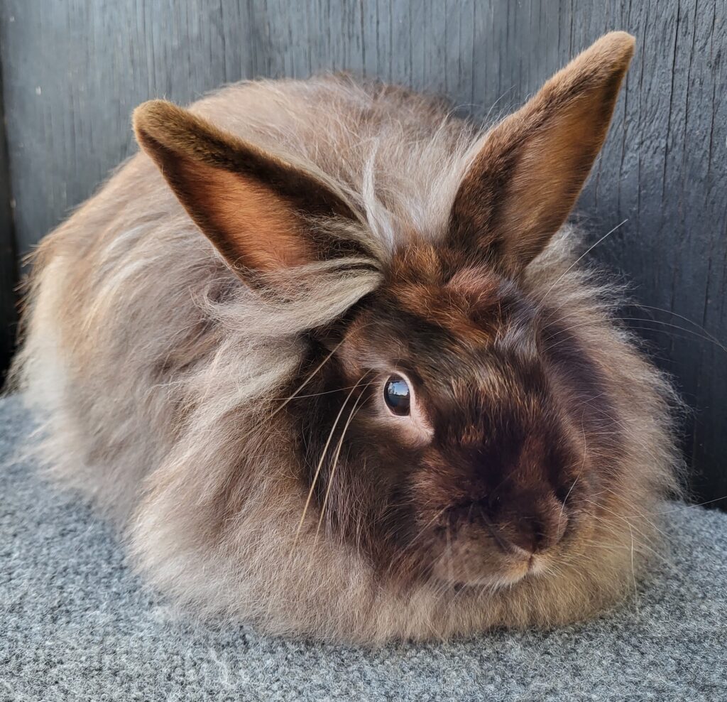 Chocolate Satin Angora doe