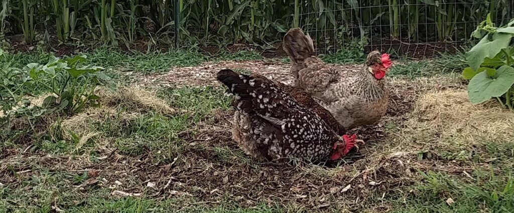 Speckled Sussex and Cream Legbar hens foraging