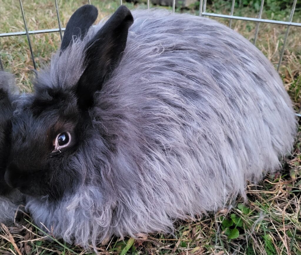 Juvenile black Satin Angora doe