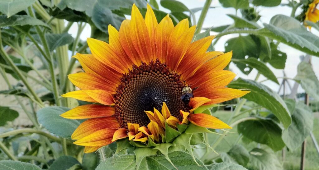 sunflower and pollinator