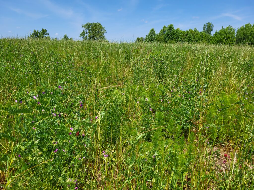 Spring 2023 after fall planting, a typical area