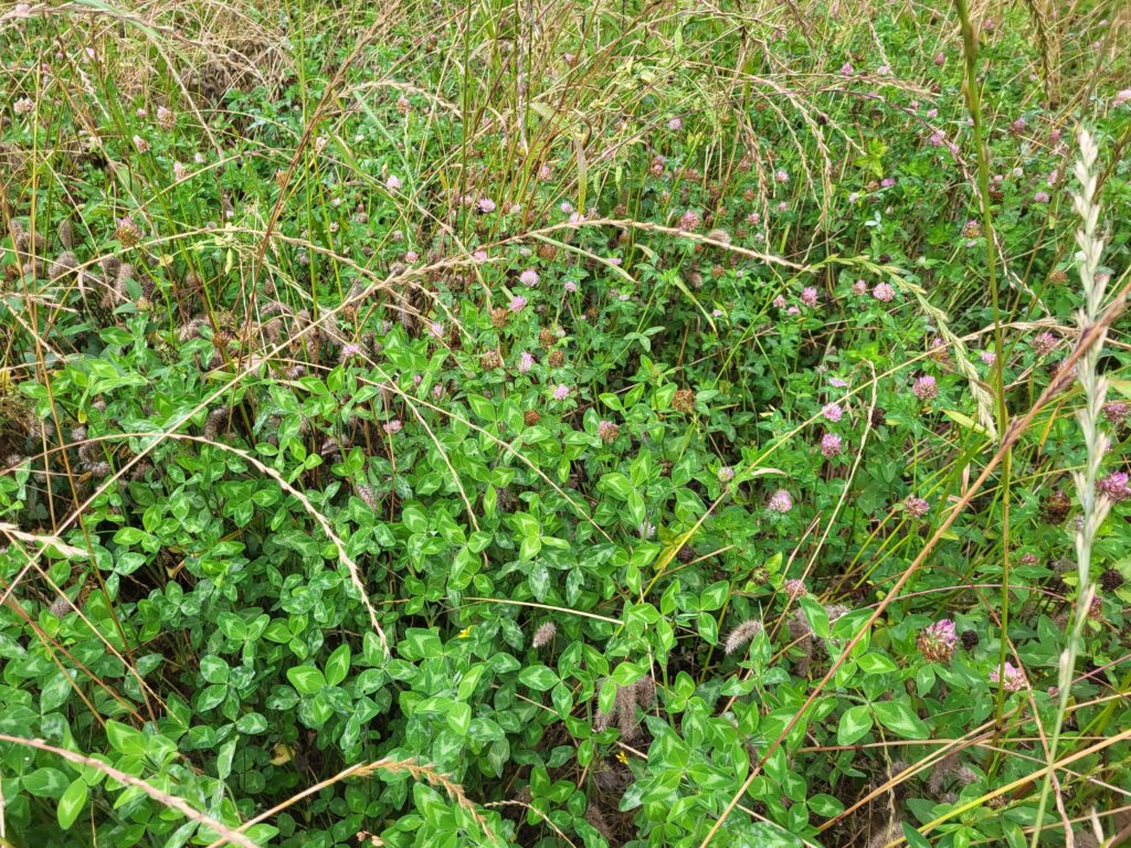 Red clover going to seed