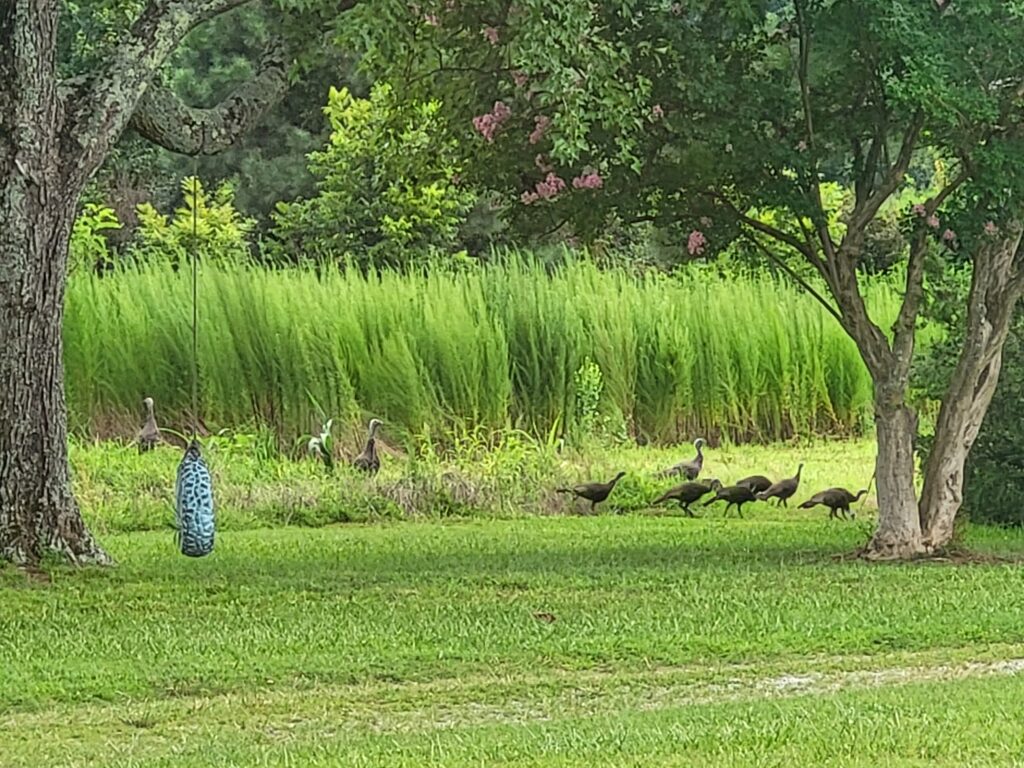 Turkeys visiting