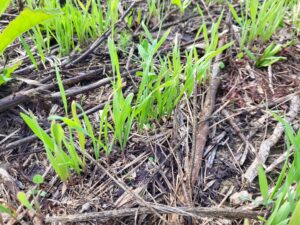 Fall cover crop mix emerging