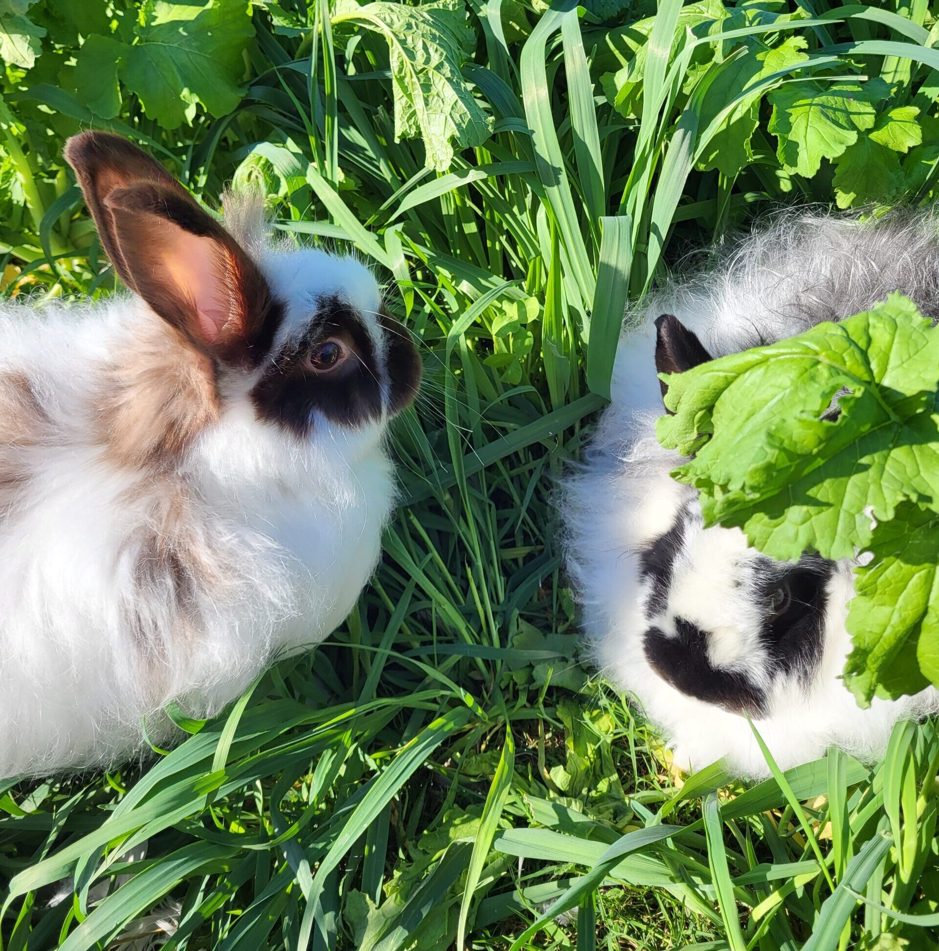 Satin Angora rabbits at Cotton Patch Farms