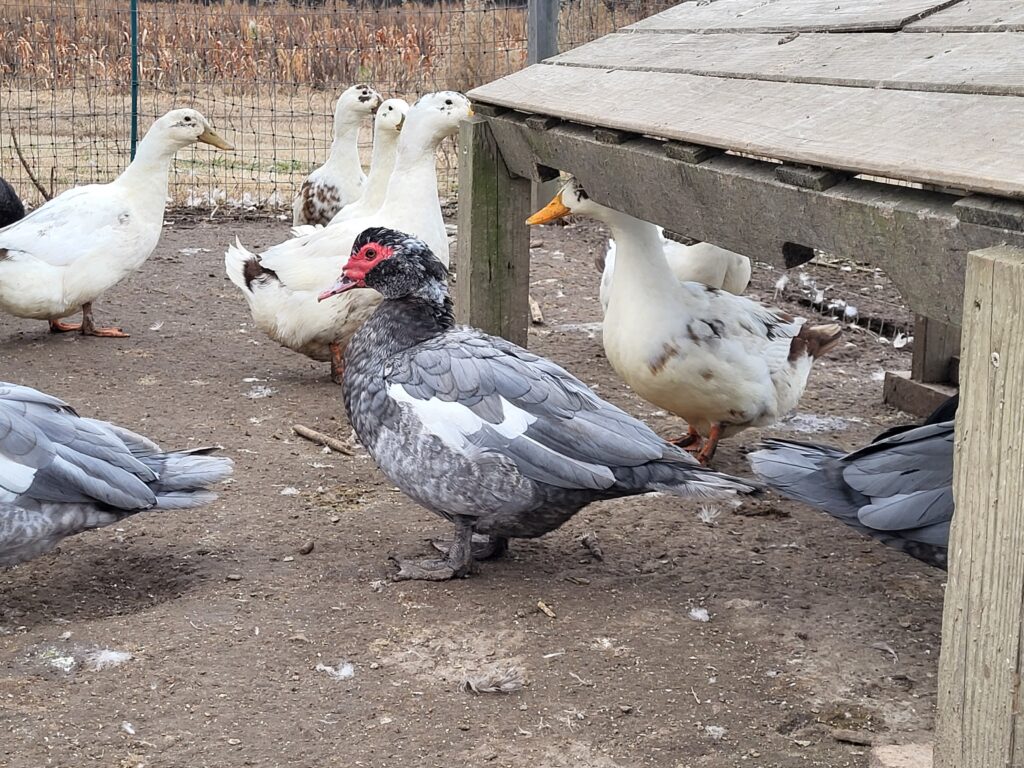 Freckles the barred blue Muscovy