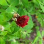 Honeybee on crimson clover bloom