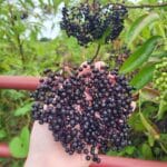 Elderberries ready to feed some birds