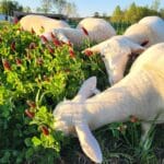 Cotton Patch Farms sheep eating crimson clover