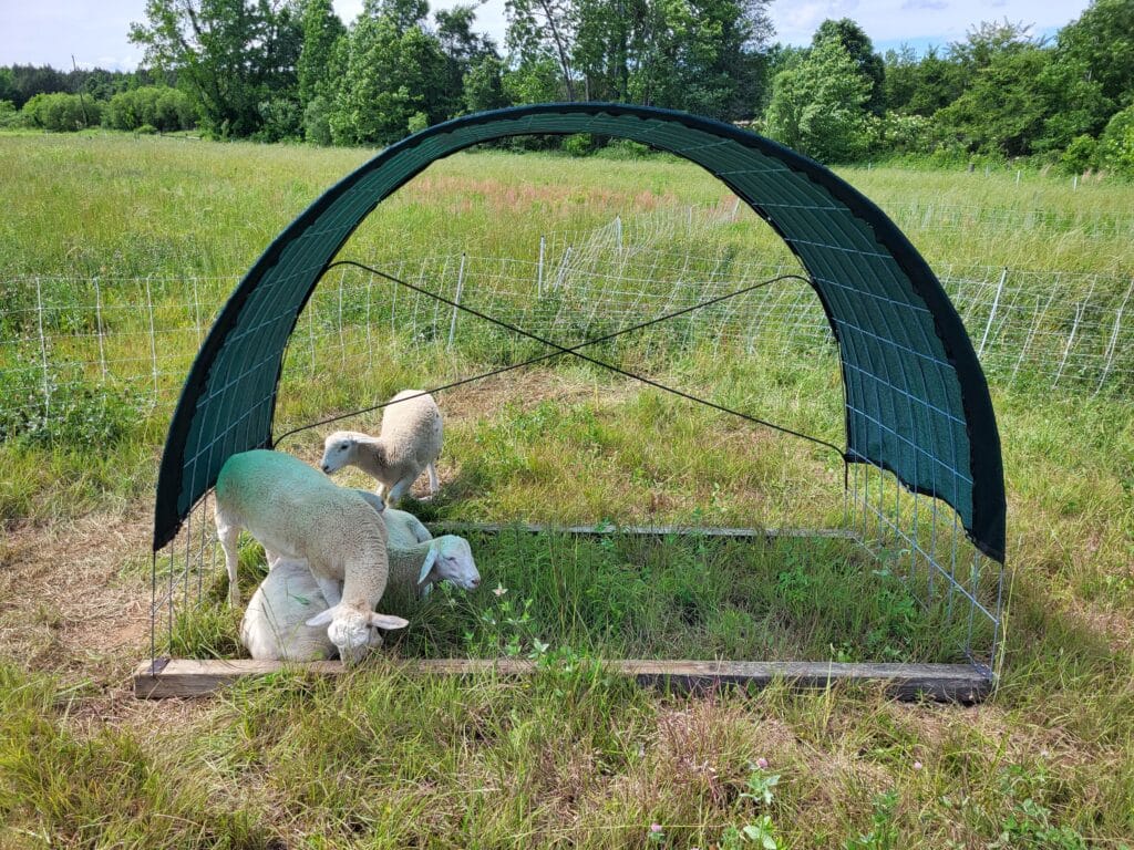 Cotton Patch Farms mobile shade with sheep