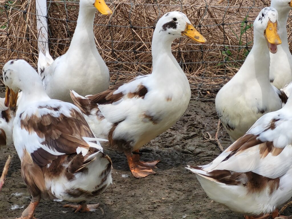 Chocolate Ancona ducks at Cotton Patch Farms