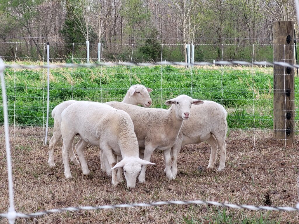 Royal White ewe lambs at Cotton Patch Farms