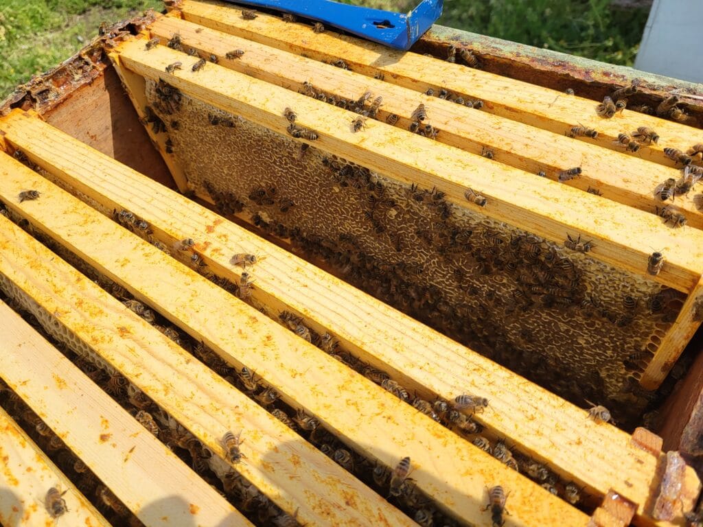 Inside a hive