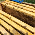 Inside a hive