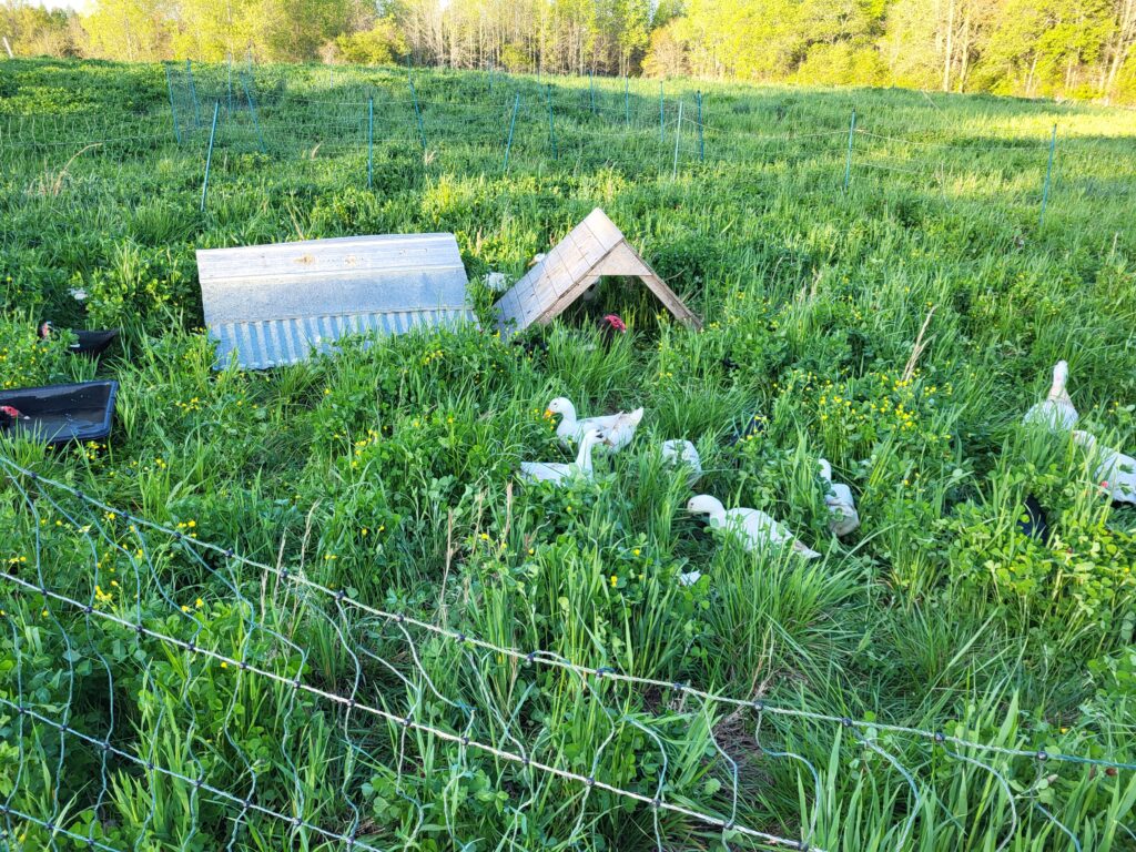 Ducks in the pasture
