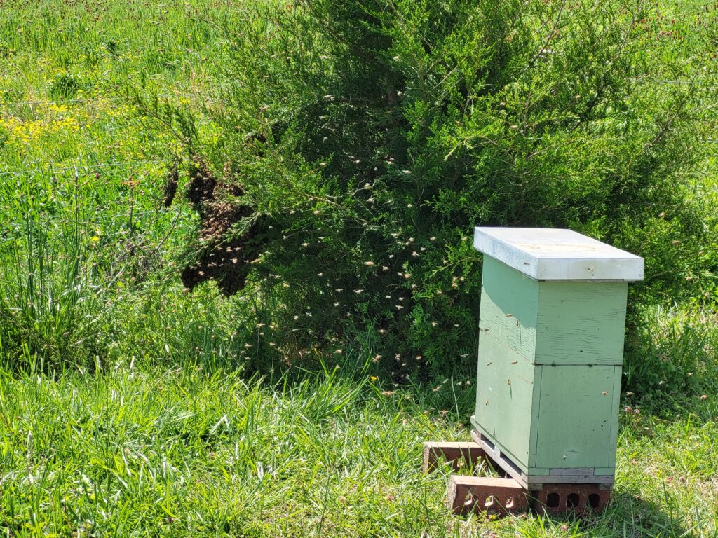Swarm and a nice empty hive