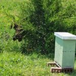 Swarm and a nice empty hive