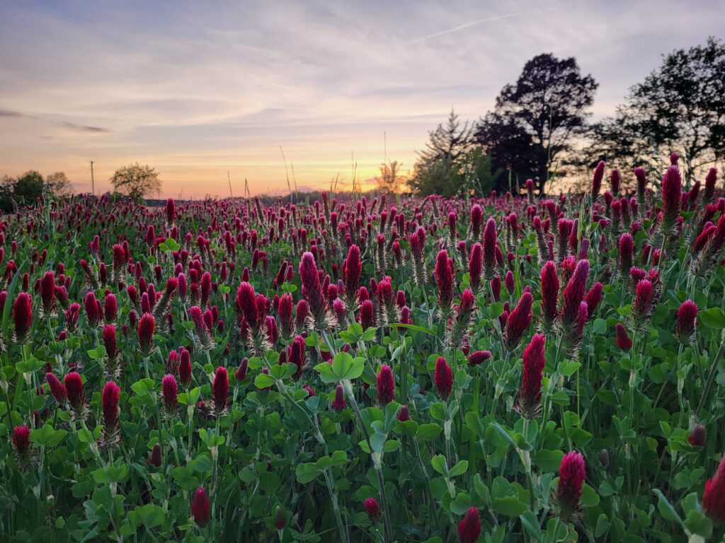 Spring pasture flowers