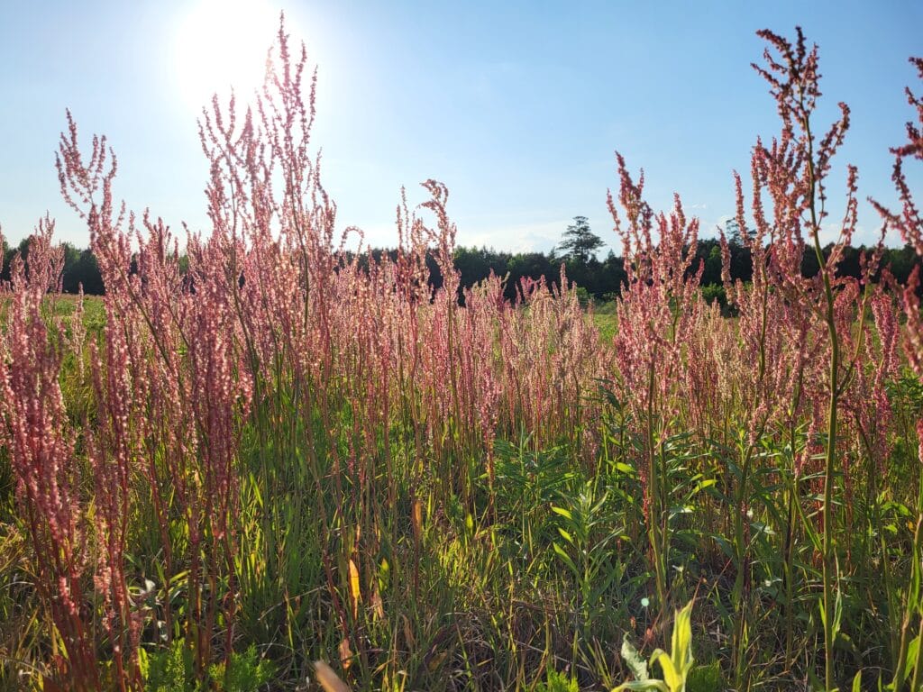 Native Heartwing Sorrel patch