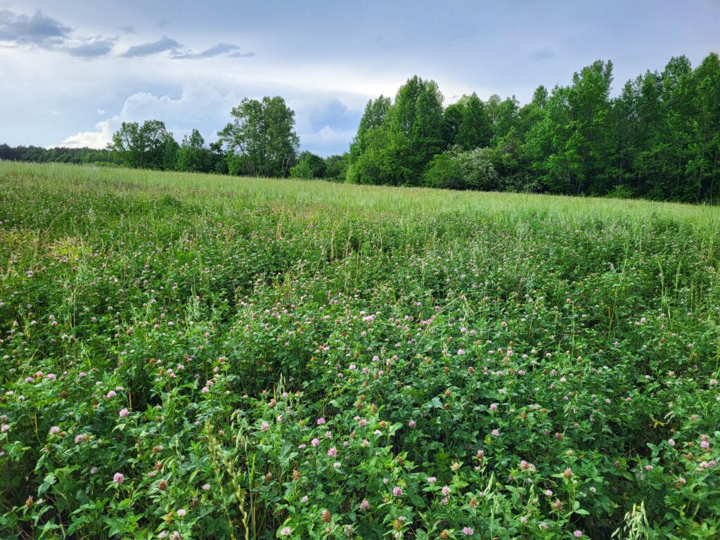 Summer pasture with red clover blooming