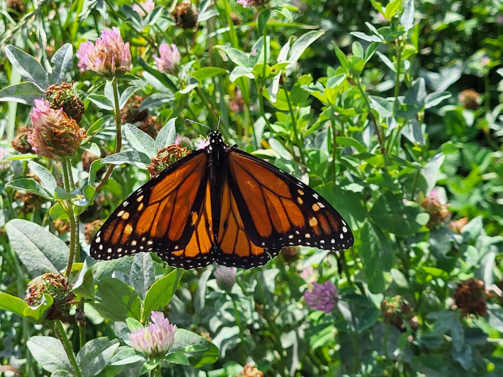 Monarch butterfly on red clover at Cotton Patch Farms