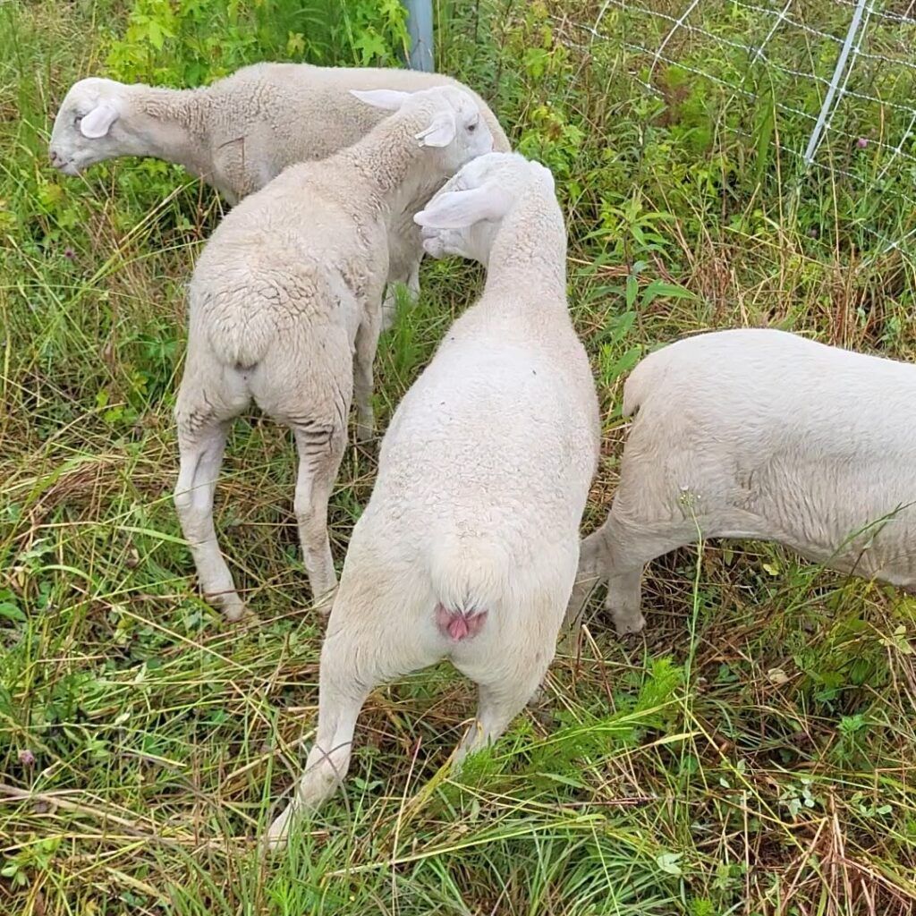 Classic meningeal worm symptom of slowly tipping sideways