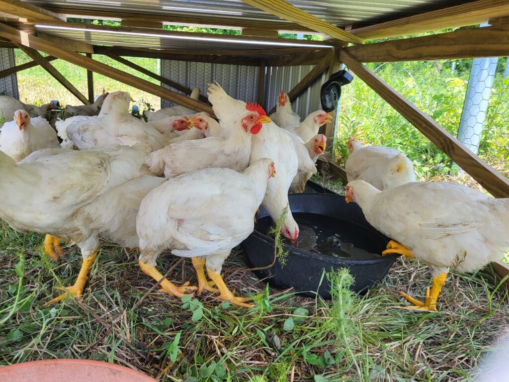 Meat chickens functioning well during a heat wave week