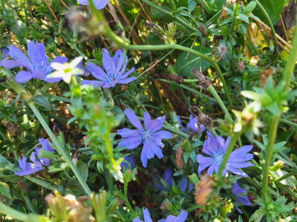Chicory's bright blue flowers