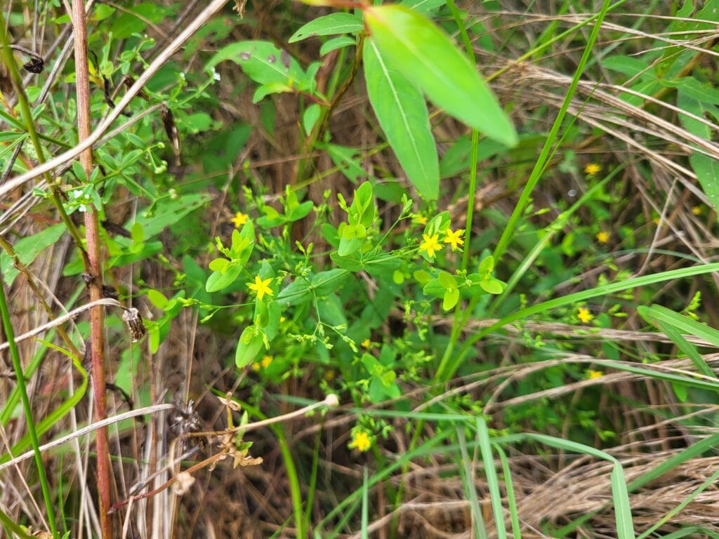 Native Dwarf St. John's Wort