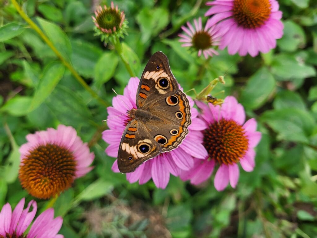 Buckeye butterfly on coneflower