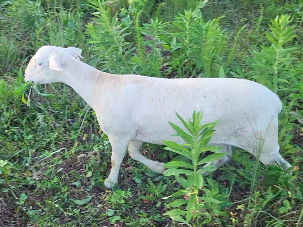Sheep eating chicory