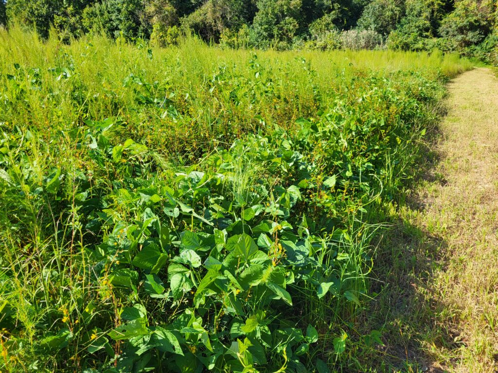 Cowpeas, a new farm staple