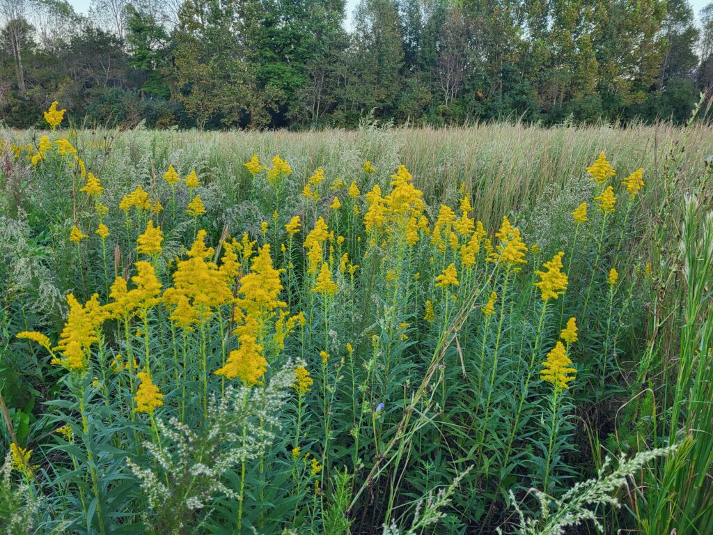 Fall pasture with goldenrod blooming