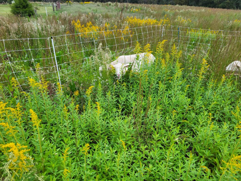 Today's sheep grazing - before