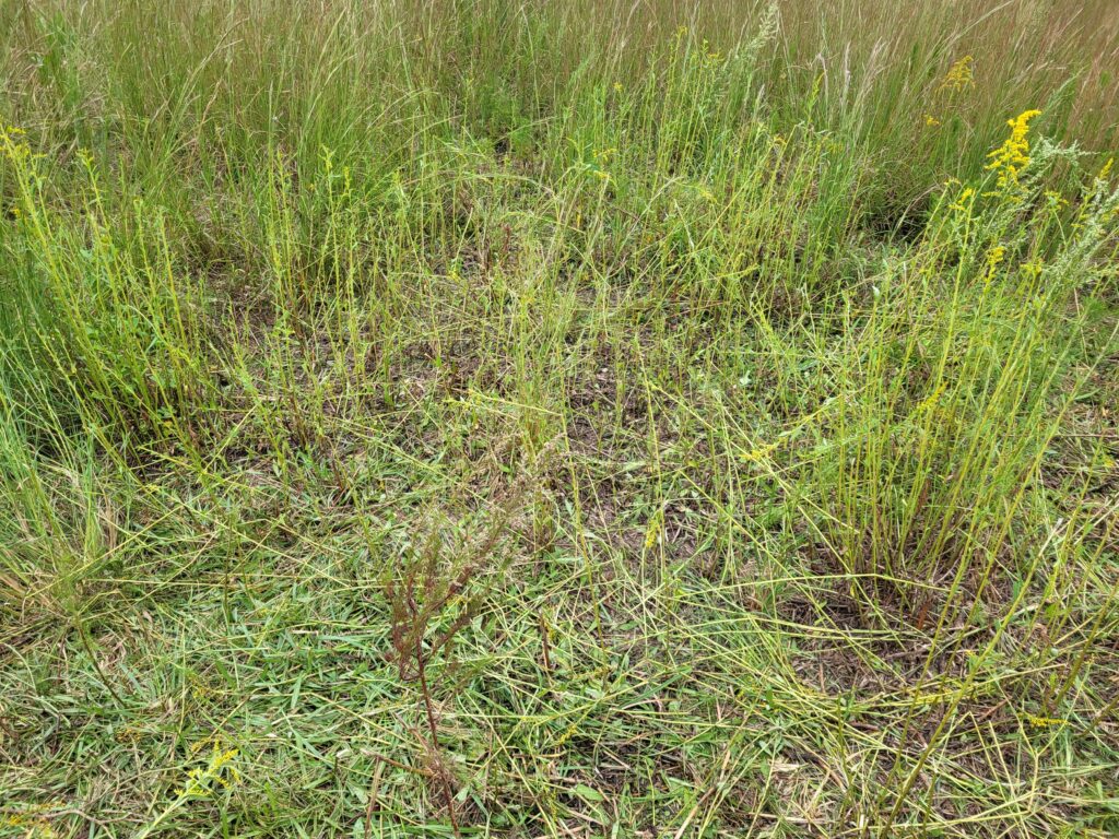 Today's sheep grazing - after