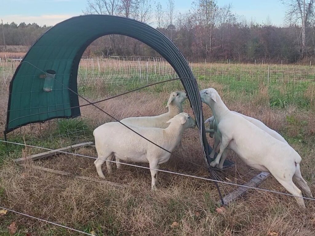 Sheep enjoying their shelter a bit too much