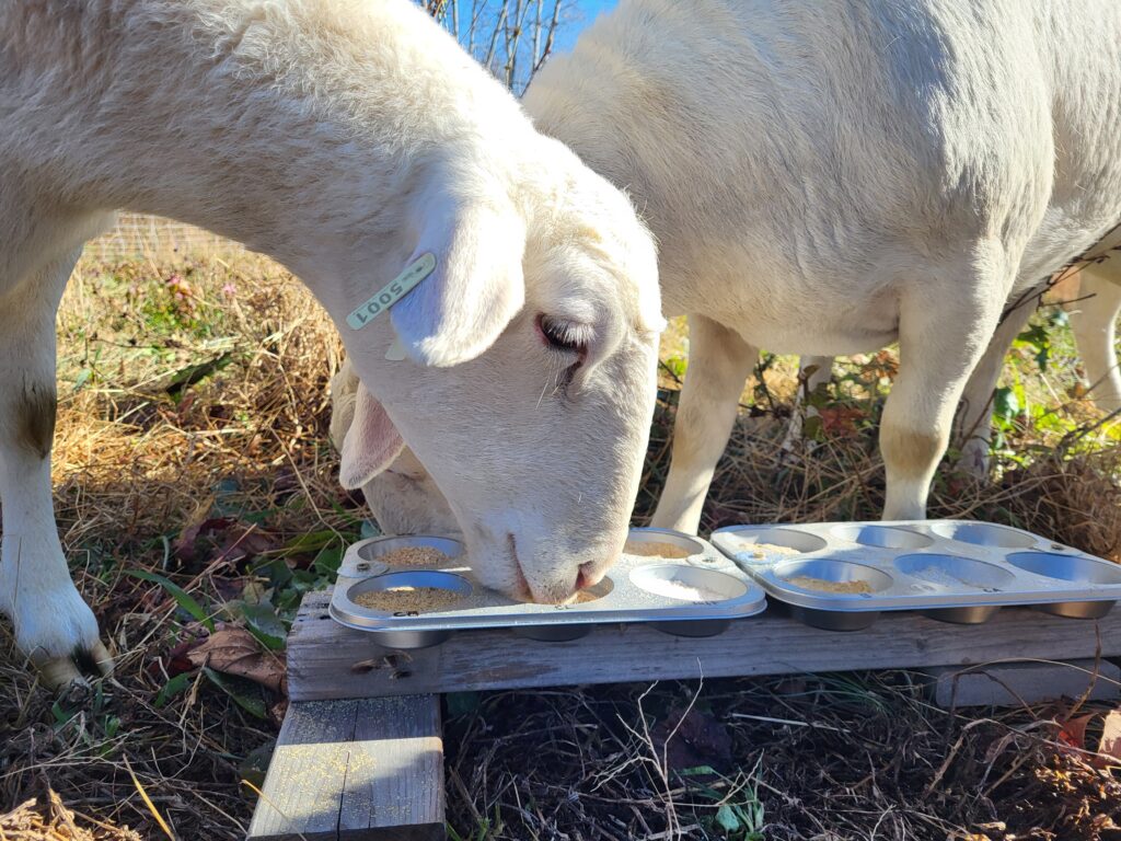 Trying out the mineral buffet for the first time at Cotton Patch Farms