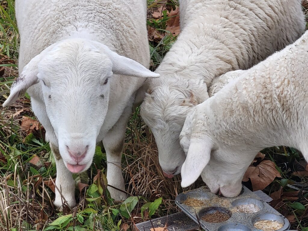 Yummy minerals at Cotton Patch Farms