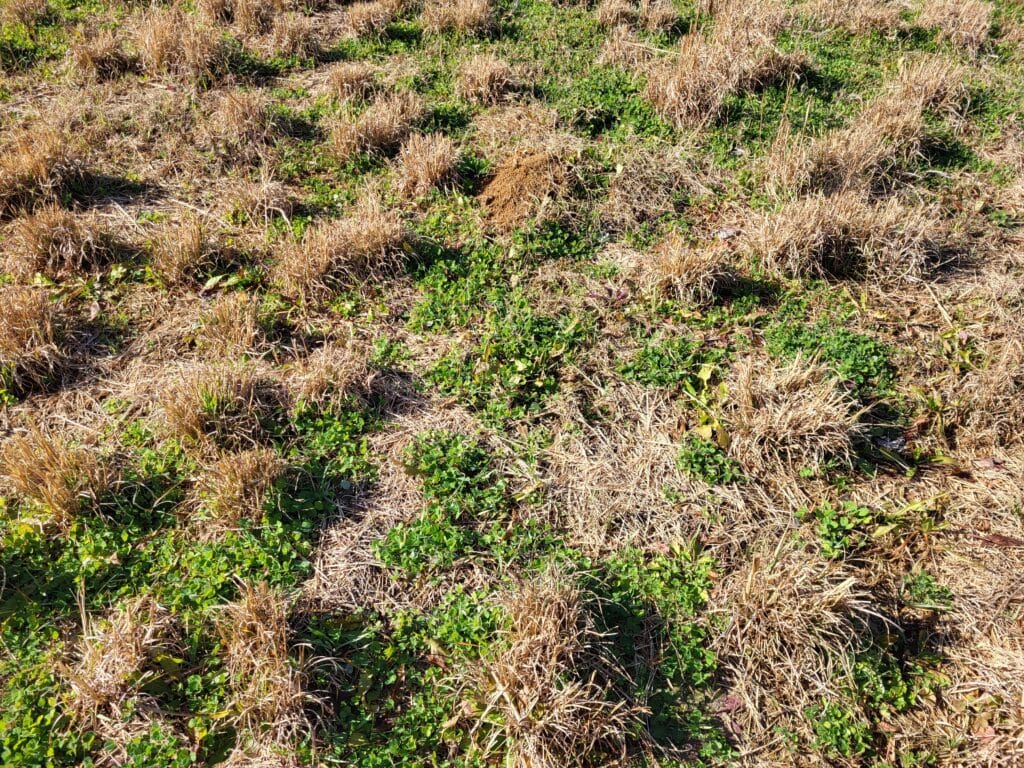 Clover filling in a poor area