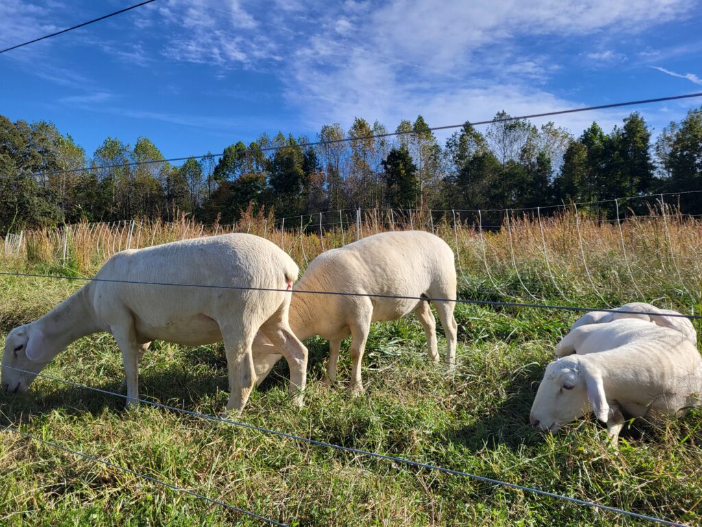 Cotton Patch Farms sheep grazing