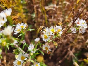 Honeybee visiting fall flowers