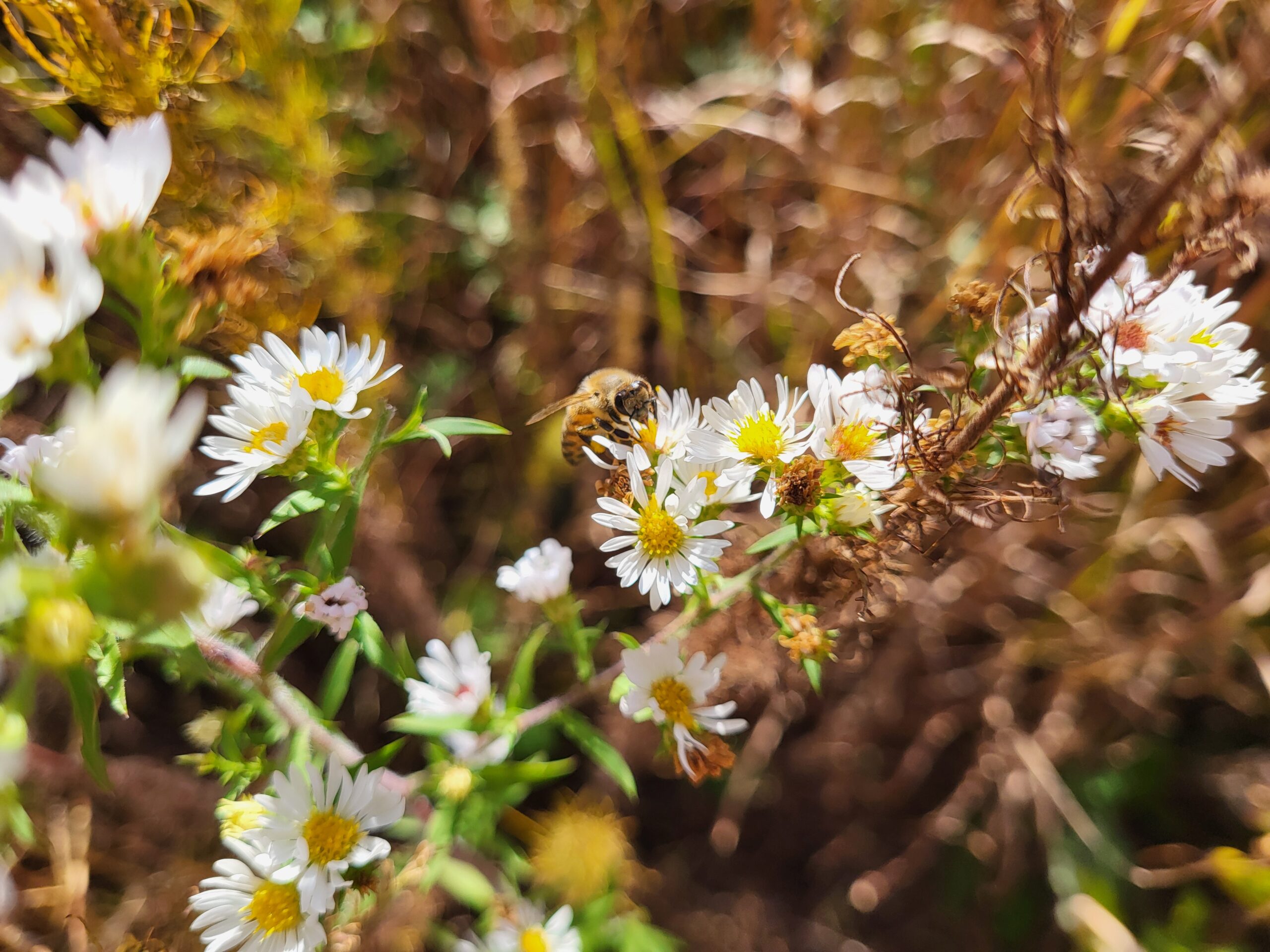 Honeybee visiting fall flowers